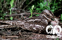 گونه شبگرد معمولی European Nightjar